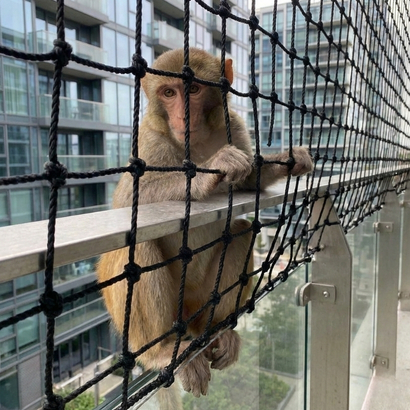Monkey safety nets installation in Vijayawada