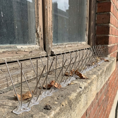 Professional bird spikes setup in Vijayawada