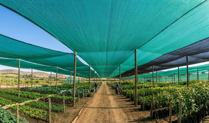 Garden Shade Nets Installation in Vijayawada